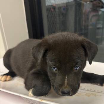Neptune -  Mixed Breed Dog for Adoption in Columbiana, Alabama - Neptune | PetCurious