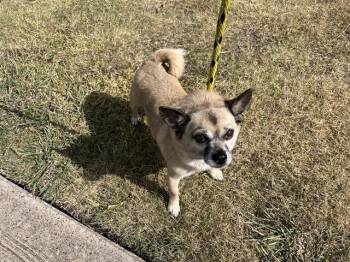 CHEMISTRY -  Pug and Mixed Breed Dog for Adoption in Rowlett, Texas - CHEMISTRY | PetCurious