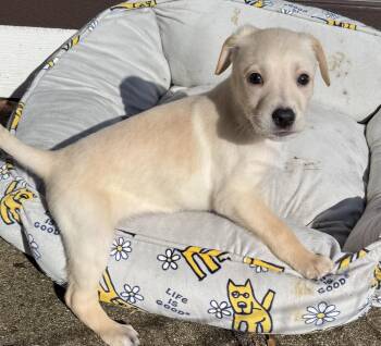 Shepherd Dogs Available for Adoption - Eugene | PetCurious