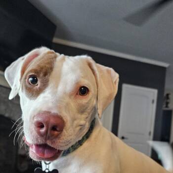 Lefty -  Mixed Breed and Hound Dog for Adoption in Festus, Missouri - Lefty | PetCurious