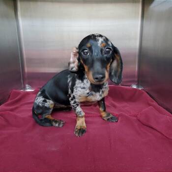 Princess -  Miniature Dachshund Dog for Adoption in Denison, Texas - Princess | PetCurious