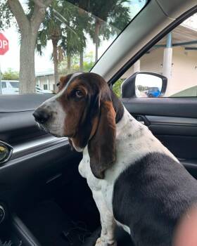 Murphy -  Basset Hound Dog for Adoption in Auburndale, Florida - Murphy | PetCurious