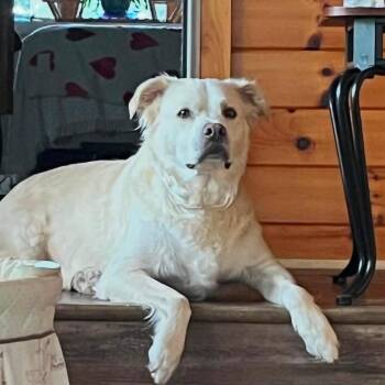 Ted *Available Soon* -  Great Pyrenees and Mixed Breed Dog for Adoption in Dover, New Hampshire - Ted *Available Soon* | PetCurious