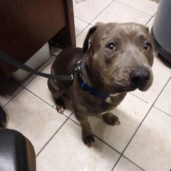 Blue -  Mixed Breed and Pit Bull Terrier Dog for Adoption in Lake Jackson, Texas - Blue | PetCurious