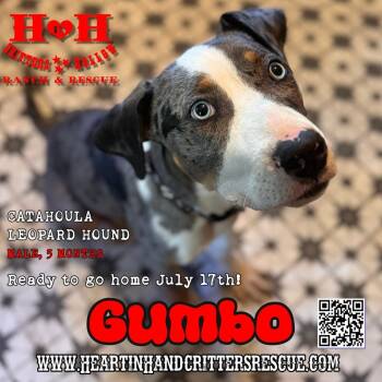 Gumbo -  Catahoula Leopard Dog Dog for Adoption in Stewart, Tennessee - Gumbo | PetCurious