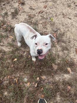 Chief -  Mixed Breed Dog for Adoption in Ruston, Louisiana - Chief | PetCurious