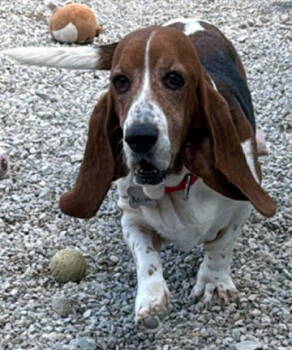 Rescue Basset Hound Dogs for Adoption in Hamilton, New Jersey - ARIZONA | PetCurious