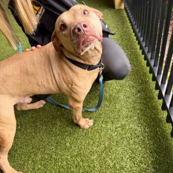 Teddy -  American Bulldog and Labrador Retriever Dog for Adoption in West Palm Beach, Florida - Teddy | PetCurious