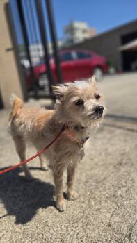 Pikachu -  Terrier and Cairn Terrier Dog for Adoption in San Francisco, California - Pikachu | PetCurious