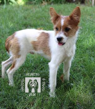 Layne -  Terrier Dog for Adoption in Omaha, Nebraska - Layne | PetCurious