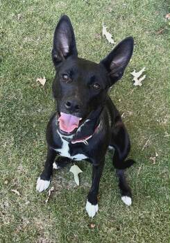 Rescue Mixed Breed Dogs for Adoption in Shiloh, Illinois - Confetti | PetCurious