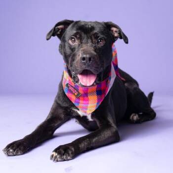 Jeffy -  Mixed Breed Dog for Adoption in Atlanta, Georgia - Jeffy | PetCurious