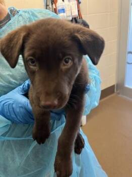 Chocolate Pudding -  Mixed Breed Dog for Adoption in Wichita, Kansas - Chocolate Pudding | PetCurious