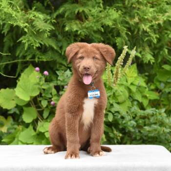 Highland -  Retriever Dog for Adoption in Wake Forest, North Carolina - Highland | PetCurious