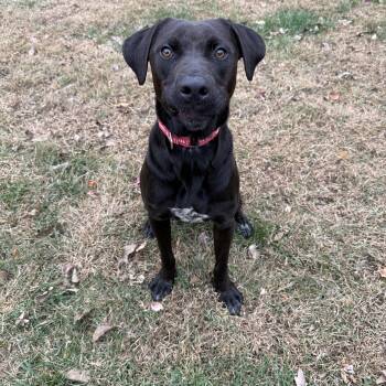 Rescue Labrador Retriever Dogs for Adoption in Indianapolis, Indiana - Henry | PetCurious