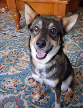 Swedish Vallhund Dogs Available for Adoption - Cinnamon  | PetCurious