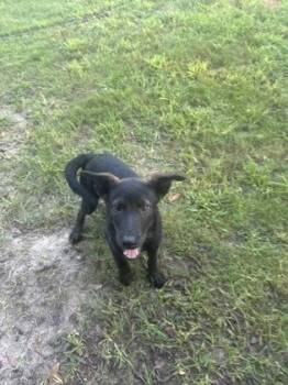 Ada -  Husky and Mixed Breed Dog for Adoption in Conway, South Carolina - Ada | PetCurious