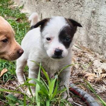 Shepherd Dogs Available for Adoption in Edinburg, Texas - Spina | PetCurious
