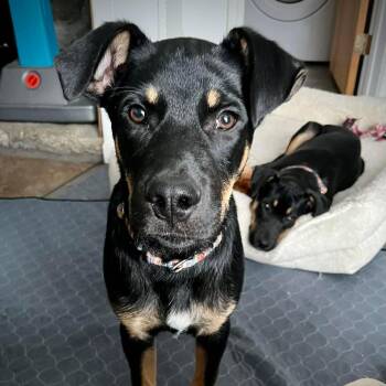 Labrador Retriever and German Shepherd Dog Dogs Available for Adoption - LeFou | PetCurious