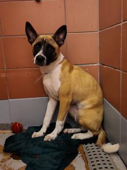 BRAVO -  Belgian Shepherd Malinois and Mixed Breed Dog for Adoption in Houston, Texas - BRAVO | PetCurious
