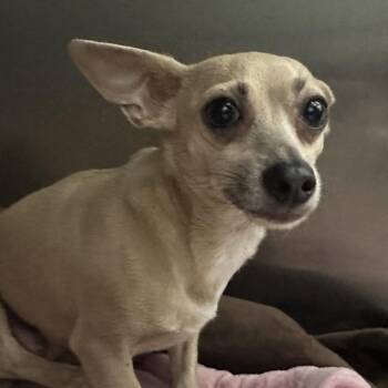 Mixed Breed Dogs Available for Adoption - Bella | PetCurious