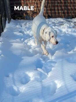 Beagle and Labrador Retriever Dogs Available for Adoption - Mable | PetCurious