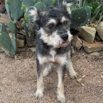 Miniature Schnauzer Dogs Available for Adoption - Remmington | PetCurious