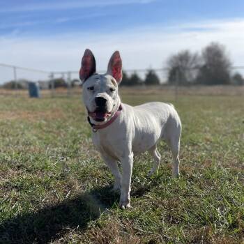 Rescue English Bulldog and Bull Terrier Dogs for Adoption in Chanute, Kansas - Peggy | PetCurious