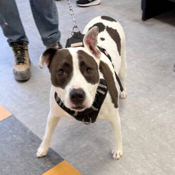 Mixed Breed Dogs Available for Adoption in Philadelphia, Pennsylvania - Jade | PetCurious