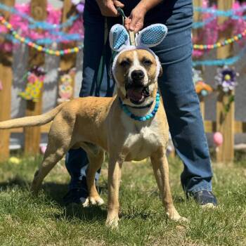 Butters -  Boxer and Black Mouth Cur Dog Available for Adoption in Blairsville, Georgia - Butters | PetCurious
