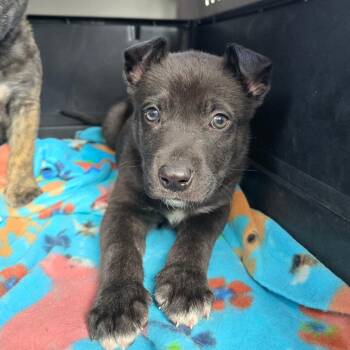 Mixed Breed Dogs Available for Adoption - Alec | PetCurious