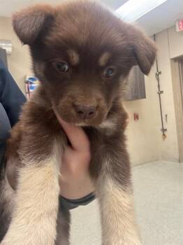 Anatolian Shepherd and Mixed Breed Dogs Available for Adoption - AMELIA | PetCurious