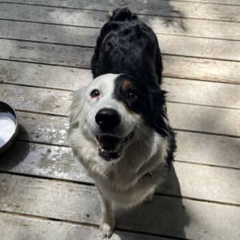 Australian Shepherd Dogs Available for Adoption in Rossville, Georgia - Panda/ "Angelica" | PetCurious