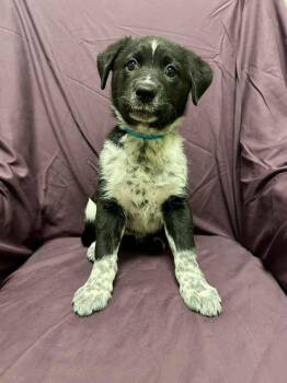 Shepherd Dogs Available for Adoption - Pepper | PetCurious