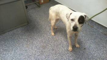 MUSHU -  Pit Bull Terrier Dog for Adoption in Charlotte, North Carolina - MUSHU | PetCurious