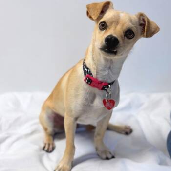 Skeeter -  Mixed Breed Dog for Adoption in Medford, Oregon - Skeeter | PetCurious