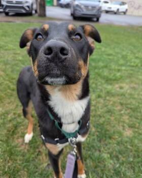 Mixed Breed Dogs Available for Adoption in Montreal, Quebec - Washington | PetCurious