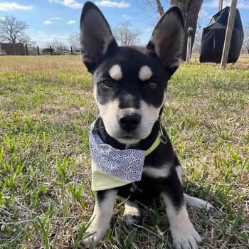 Husky Dogs Available for Adoption - Charlie | PetCurious