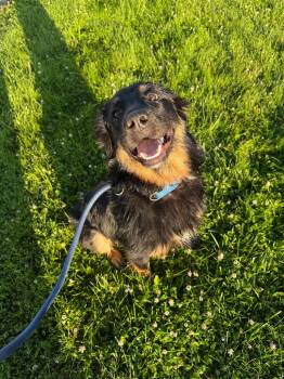 Australian Shepherd Dogs Available for Adoption in Springfield, Ohio - Tater Tot | PetCurious
