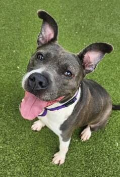 Zeek -  Mixed Breed and Pit Bull Terrier Dog for Adoption in Austin, Texas - Zeek | PetCurious