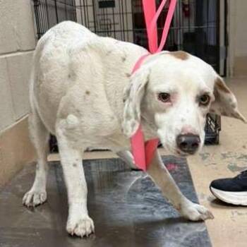 Ankie -  Mixed Breed Dog Available for Adoption in Gadsden, Alabama - Ankie | PetCurious