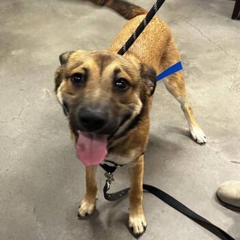 German Shepherd Dog Dogs Available for Adoption in Tampa, Florida - Riot | PetCurious