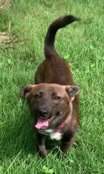 Cinnamon Stick -  Schipperke and Terrier Dog for Adoption in Houston, Texas - Cinnamon Stick | PetCurious