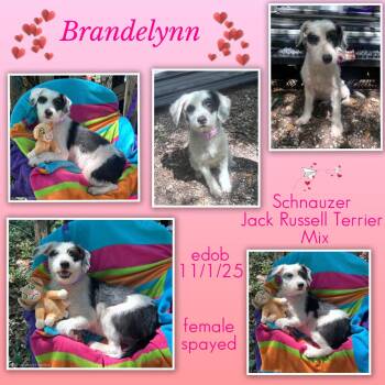 Schnauzer and Jack Russell Terrier Dogs Available for Adoption in Missouri City, Texas - Brandelynn WA14408-T LOCAL Adoption Event In Bellevue 5-24 | PetCurious