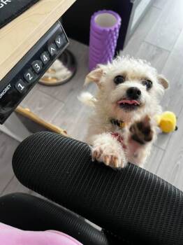 CANDY -  Chihuahua and Terrier Dog for Adoption in Coquitlam, British Columbia - CANDY | PetCurious