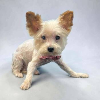 Presidential Litter - James Madison -  Yorkshire Terrier and Poodle Dog for Adoption in Oswego, South Carolina - Presidential Litter - James Madison | PetCurious