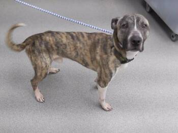 ODIE -  Labrador Retriever and Mixed Breed Dog for Adoption in Omaha, Nebraska - ODIE | PetCurious