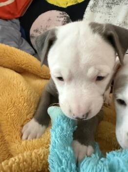 Scrabble -  Mixed Breed Dog for Adoption - Scrabble | PetCurious