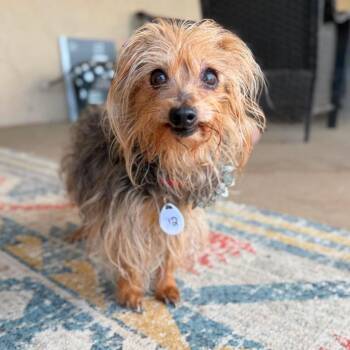 Super Bee -  Yorkshire Terrier Dog for Adoption in Ramona, California - Super Bee | PetCurious