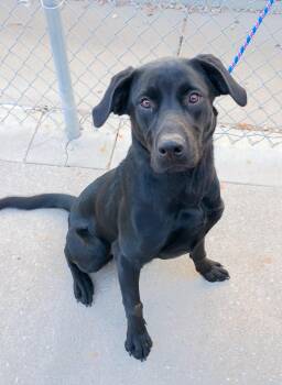 Rescue Black Labrador Retriever Dogs for Adoption in Kearney, Nebraska - Daisy | PetCurious